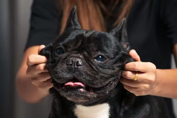 Capitalismo canino: cómo la popularidad de los bulldogs franceses destaca la crueldad de la industria de las mascotas

