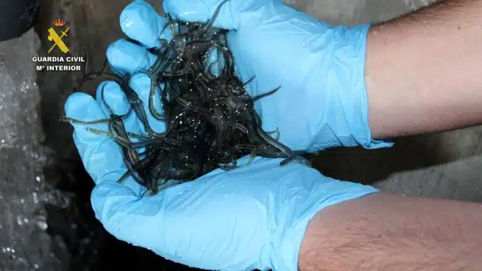 Guardia Nacional incauta 18 toneladas de anguilas valoradas en 20 millones de dólares en el mercado negro


