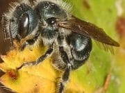 El proyecto Pollinator Port impulsa refugios urbanos para abejas en Nueva York