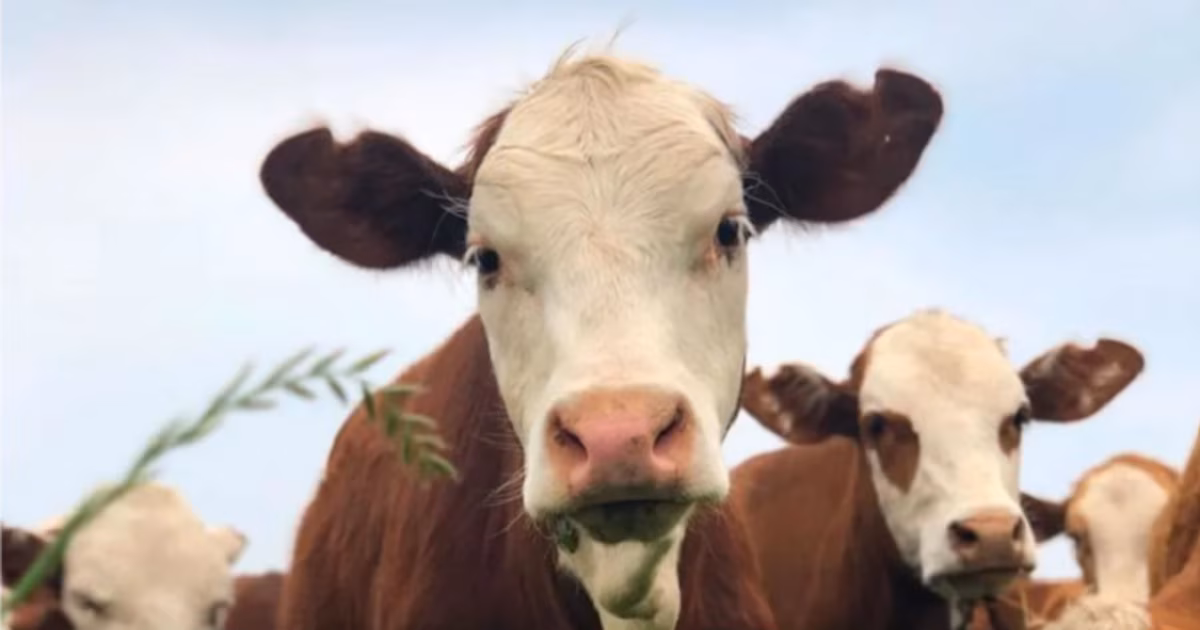 El nuevo escenario ganadero impulsa la compra de semillas forrajeras y la recuperación de pasturas