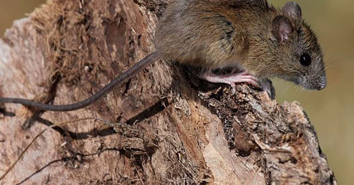 Hantavirus en provincia de Buenos Aires: murió una nena de 10 años en General Belgrano