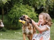 Los perros superdotados pueden aprender palabras escuchando conversaciones familiares, según muestran los experimentos