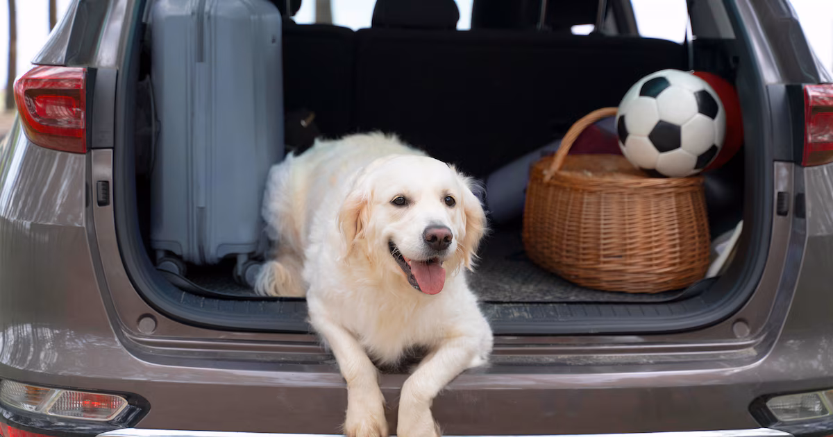 Un estudio revela por qué a los perros les gusta tanto viajar en coche: un ritual de manada y mucho deseo de exploración