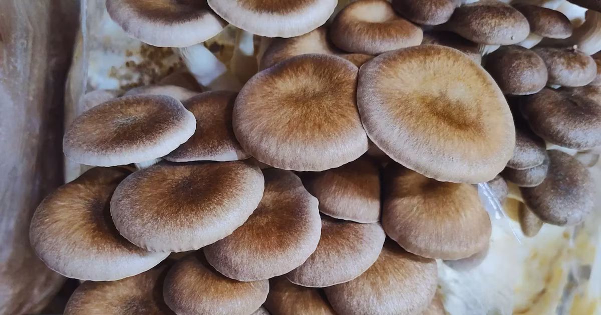 Del boom mundial de las setas a un nuevo alimento funcional