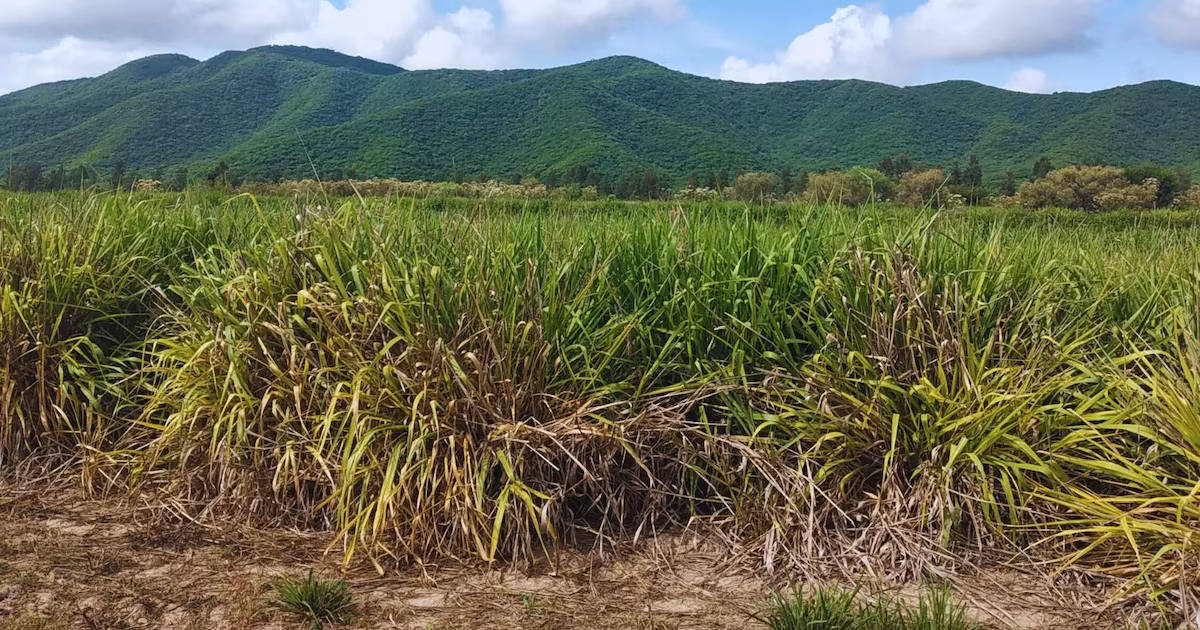 El carbono del suelo, una reserva clave para producir mejor