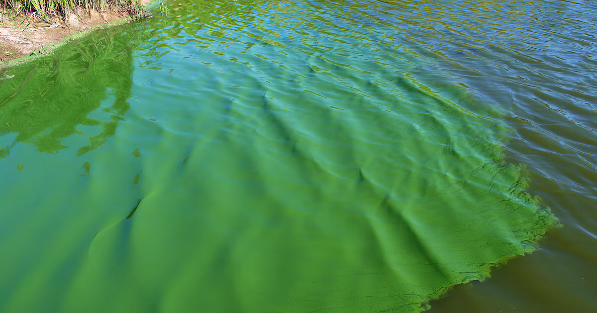 Alerta roja por la aparición de cianobacterias: cuatro municipios bonaerenses son los más afectados