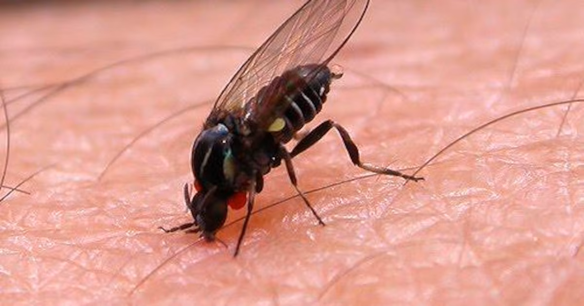 Qué es el barigüí, el insecto que muerde y se puede observar en regiones cercanas a ríos y arroyos del AMBA