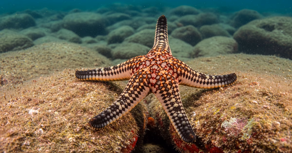 El sorprendente sistema que permite a las estrellas de mar moverse sin un cerebro central