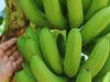 Nuevas variedades de banana buscan transformar la producción del norte argentino