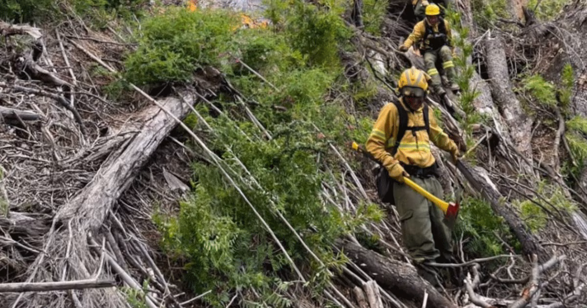 Incendios en la Patagonia: tras la pérdida de 10 mil hectáreas de bosque nativo, el Gobierno intervino el Parque Nacional Los Alerces