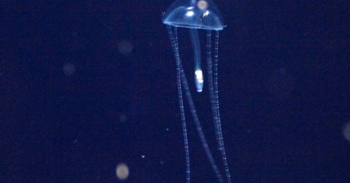 Aguas vivas o medusas en la playa: qué hacer frente a una picadura y cómo evitarlas