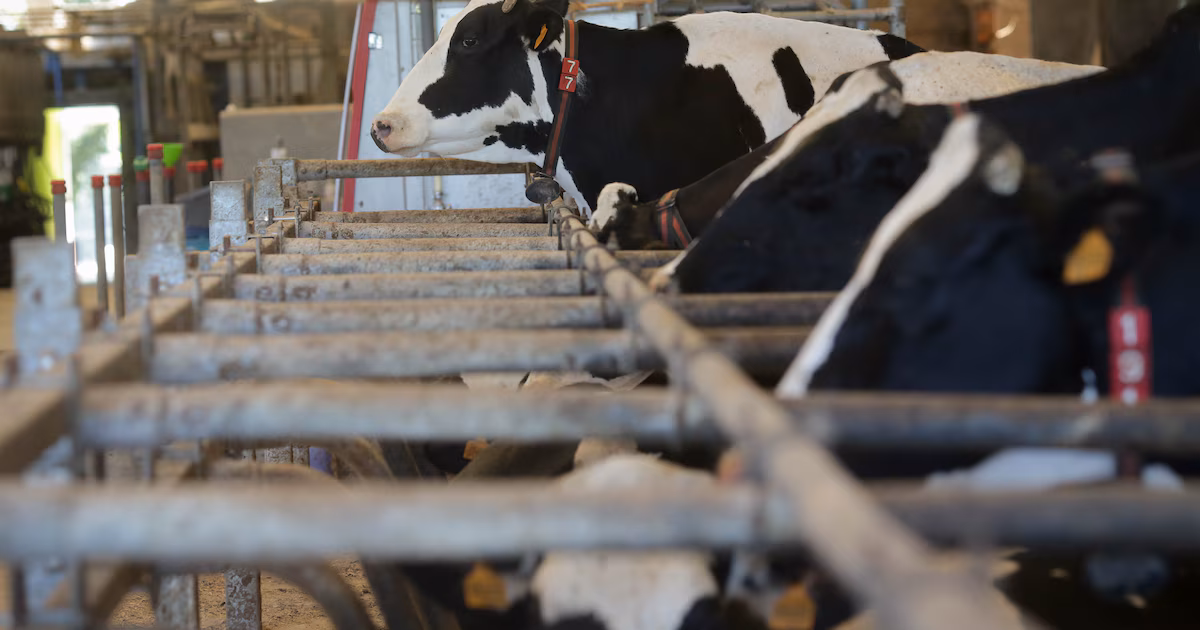 El acuerdo con Mercosur pone en jaque a los productores de carne, soja y miel en España por las importaciones baratas y la reducción en los controles