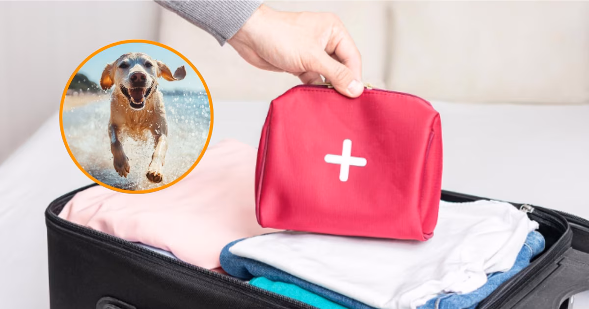 Alfredo Molina, veterinario: “Este es el botiquín de primeros auxilios que debes llevar si viajas con tu mascota”