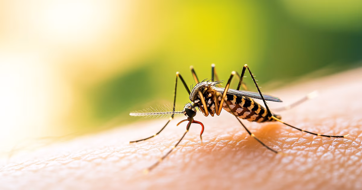 Alerta por riesgo de dengue en Córdoba: un monitoreo detectó un aumento de criaderos en viviendas