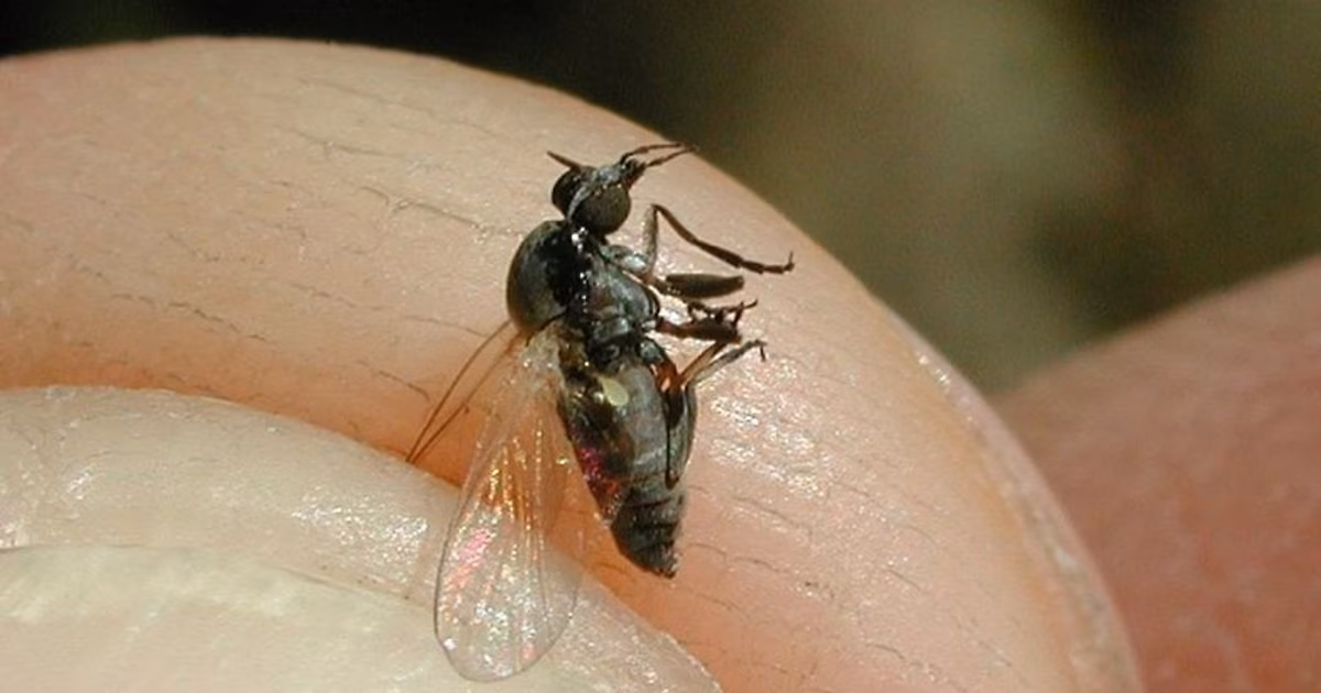 Mosca negra o barigüí: por qué muerde y cómo evitar infecciones