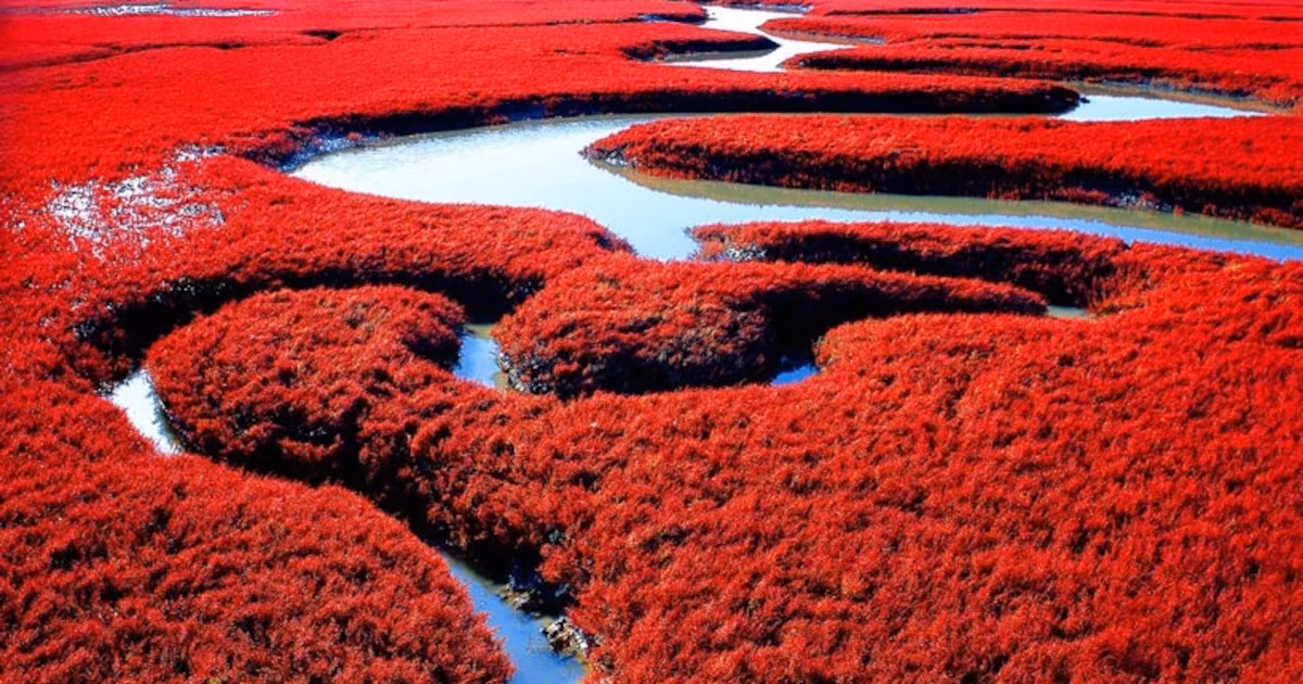 La curiosa playa de color rojo que es un fenómeno natural único en el mundo