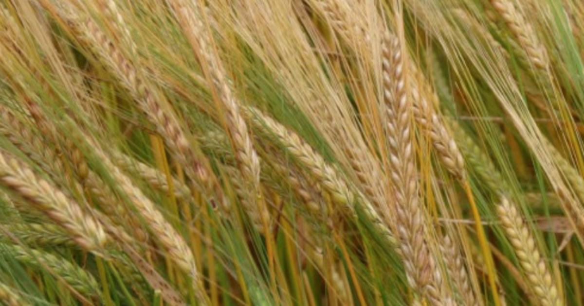 La cebada forrajera sostiene los precios