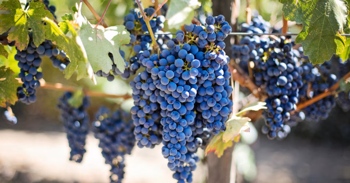 La vitivinicultura está “en rojo” desde hace casi una década