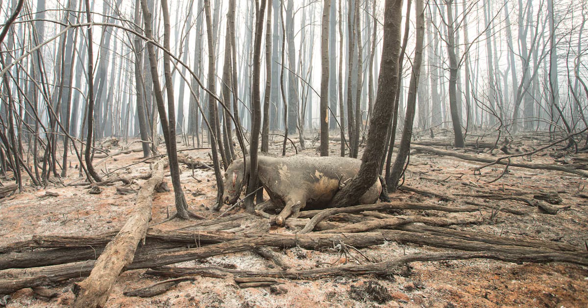 Incendios forestales: la UCR reclamó incorporar la figura de “ecocidio” en la reforma del Código Penal