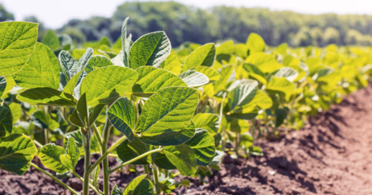 Finaliza la siembra de soja, el girasol está en auge, el maíz en alerta: el clima redefine el panorama de la productividad