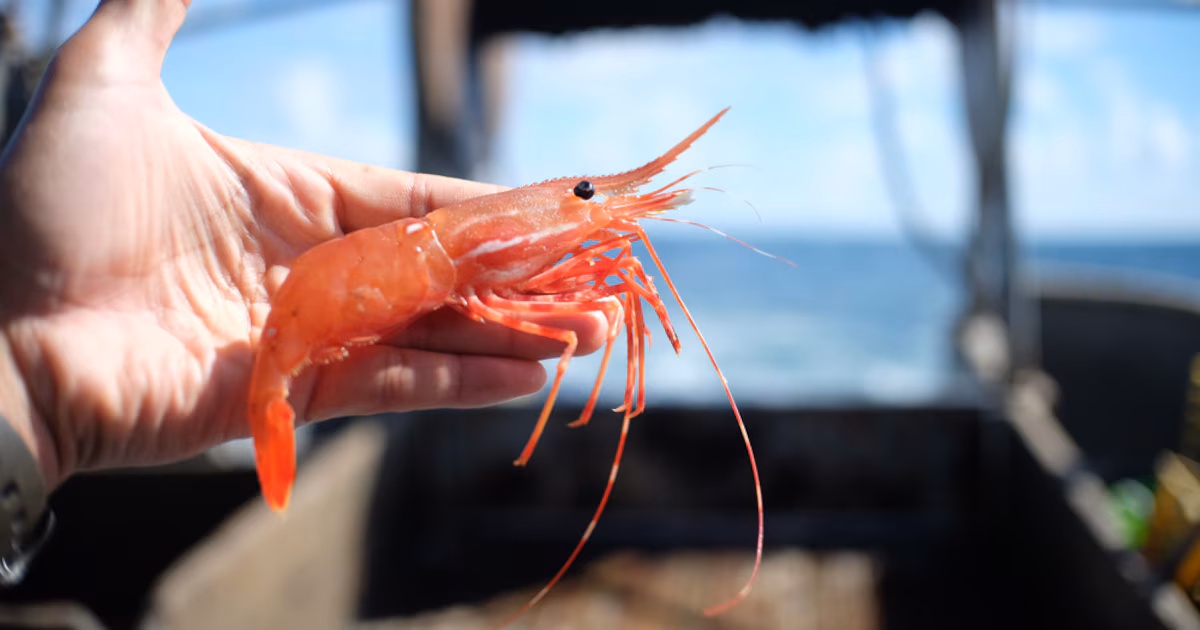 La logística de los langostinos: del mar al comercio internacional sin romper la cadena