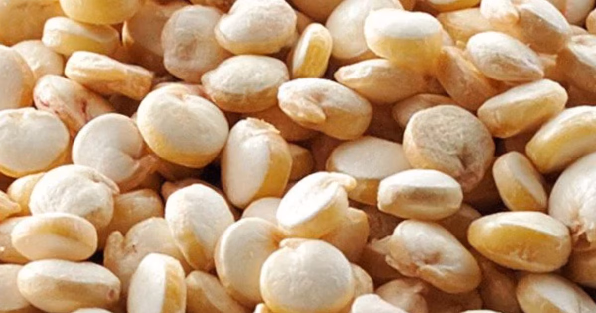 Menos agua, misma cosecha: la quinua encuentra su medida justa en Cuyo