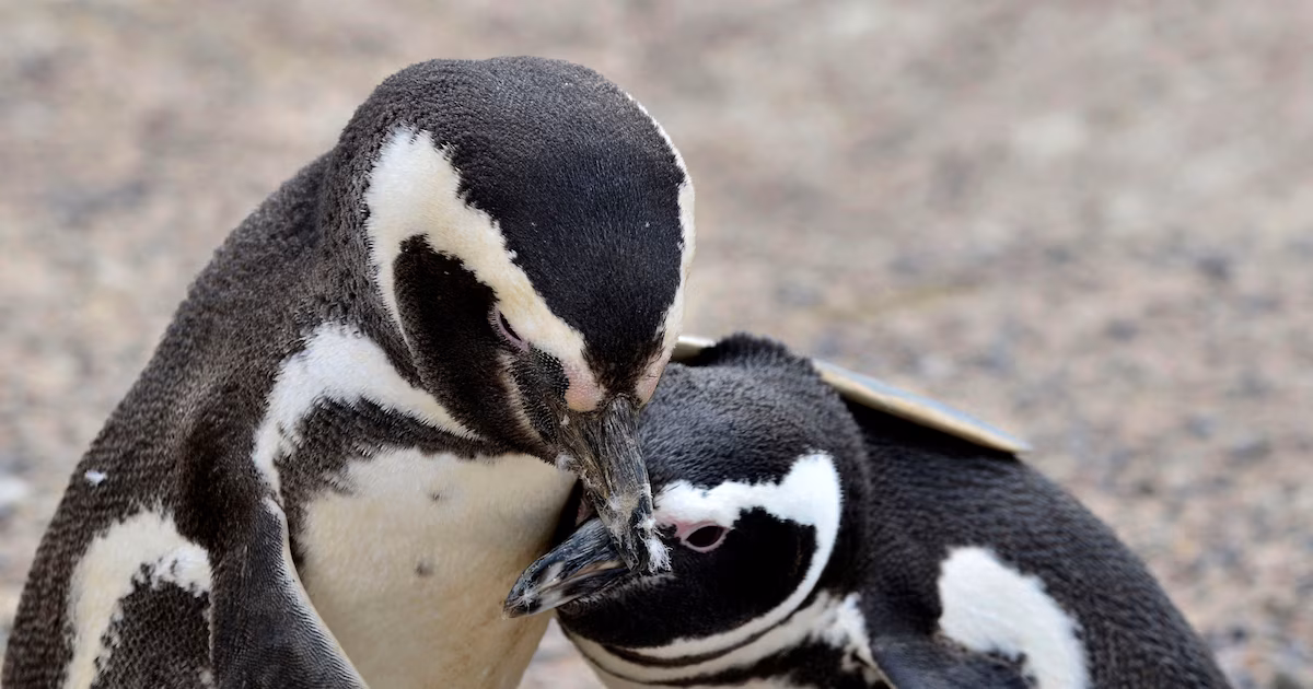 Siete claves científicas para proteger mejor a los pingüinos de Magallanes