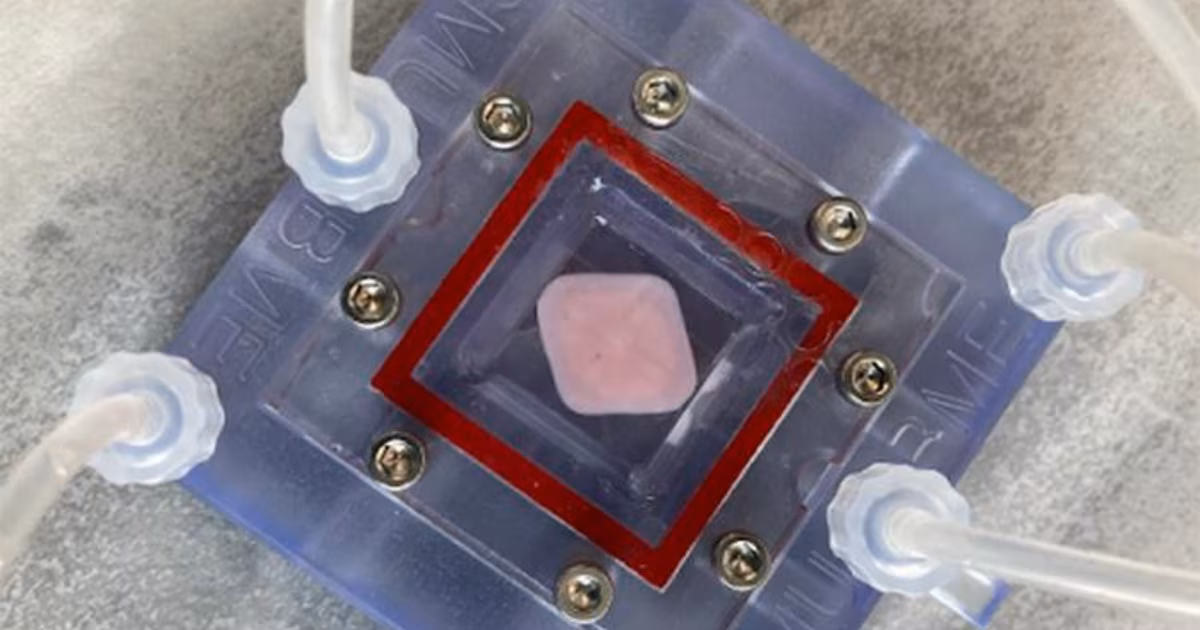 Equipo de investigadores desarrolla hígado bioimpreso en 3D para trasplantes
