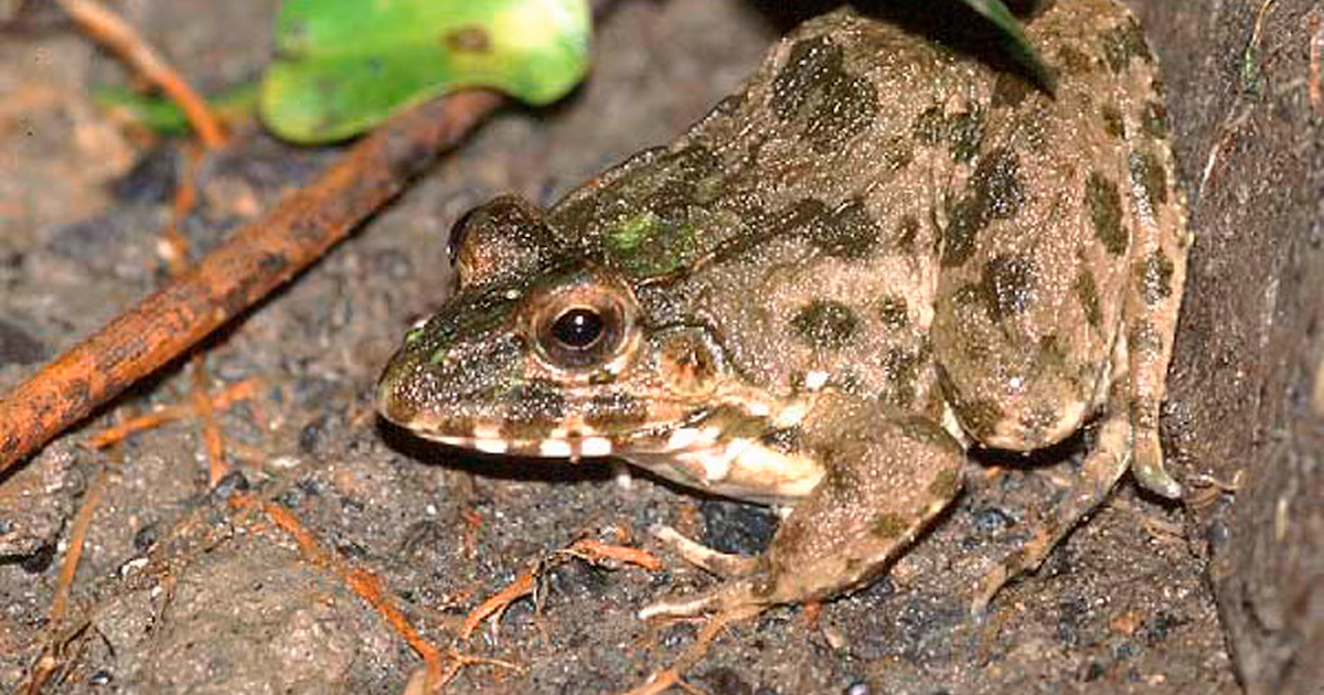 La rana que desafía la regla básica de los anfibios: cómo una especie logró sobrevivir en agua salada