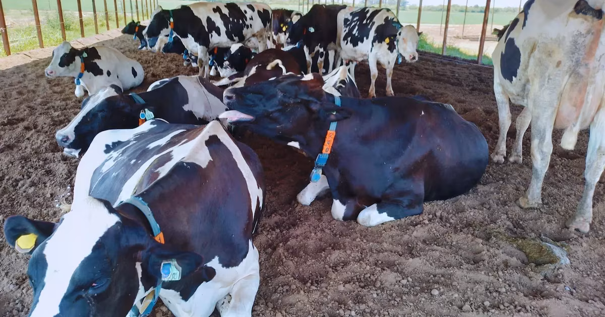 Lechería: cómo anticiparse al estrés térmico en vacas con tecnologías de precisión