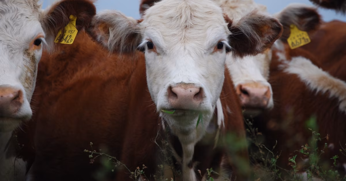 Brucelosis: cuando la enfermedad cruza la barrera entre animales y personas