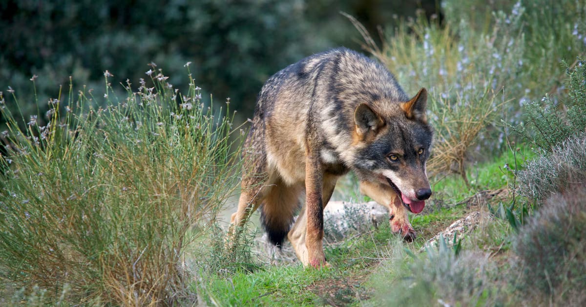 WWF denuncia que el Gobierno de Cantabria seguirá autorizando la muerte de lobos pese a haber superado el cupo máximo de esta temporada