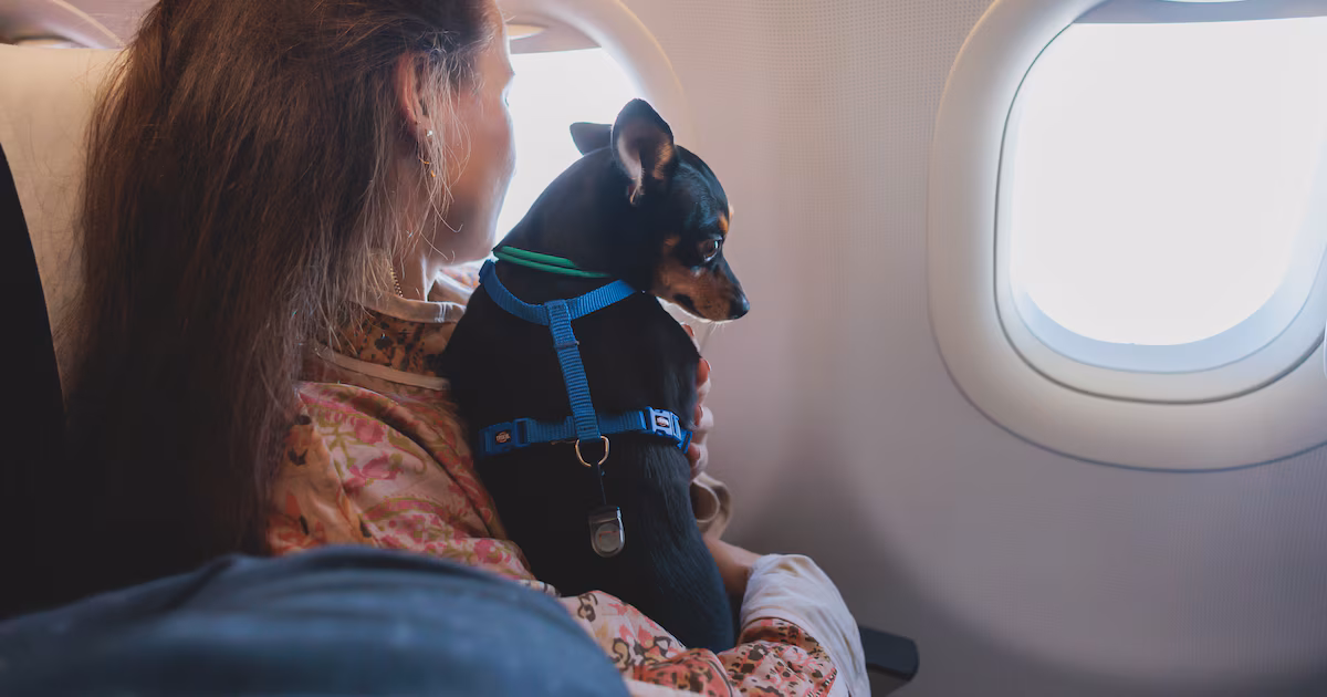 Esta será la primera aerolínea que te permitirá viajar con tu perro: las mascotas que pesen menos de 30 kg podrán viajar en un asiento sin transportín.