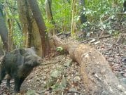 Los jabalíes híbridos de Fukushima: cómo la hibridación con los cerdos domésticos cambió la fauna tras un desastre nuclear