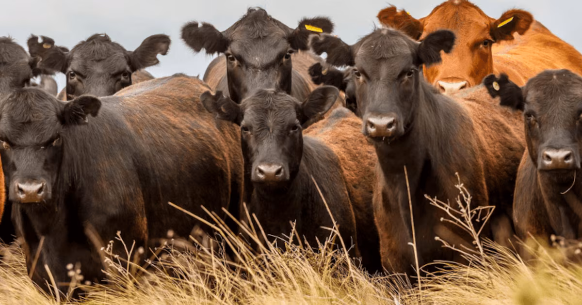 La ganadería se posiciona como una de las actividades agrícolas con mejor desempeño relativo
