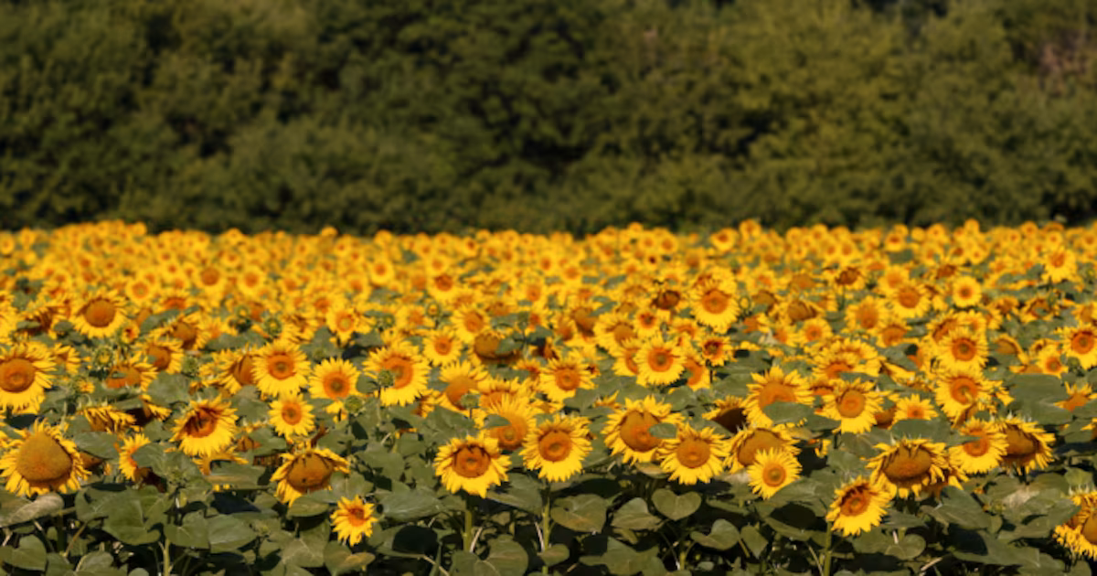 Los precios del aceite de girasol no bajan