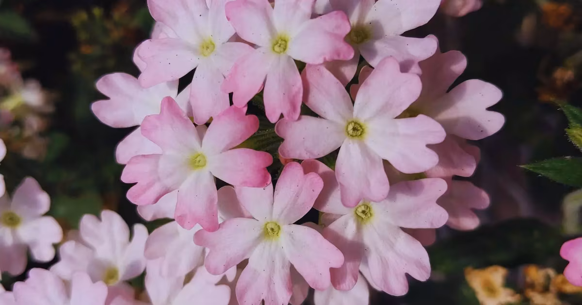 Flores nacidas de la investigación: Tres nuevas plantas glandulares para paisajismo exterior