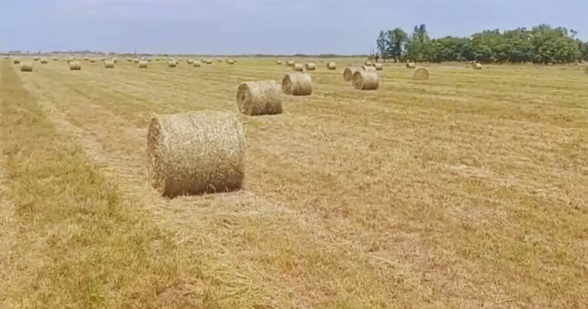Cultivos forrajeros: INTA asesora sobre cómo convertir excedentes en reservas estratégicas