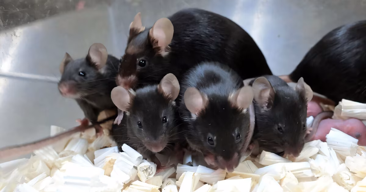 ¿Es saludable la clonación en serie de mamíferos? Un experimento japonés con ratones proporciona la respuesta