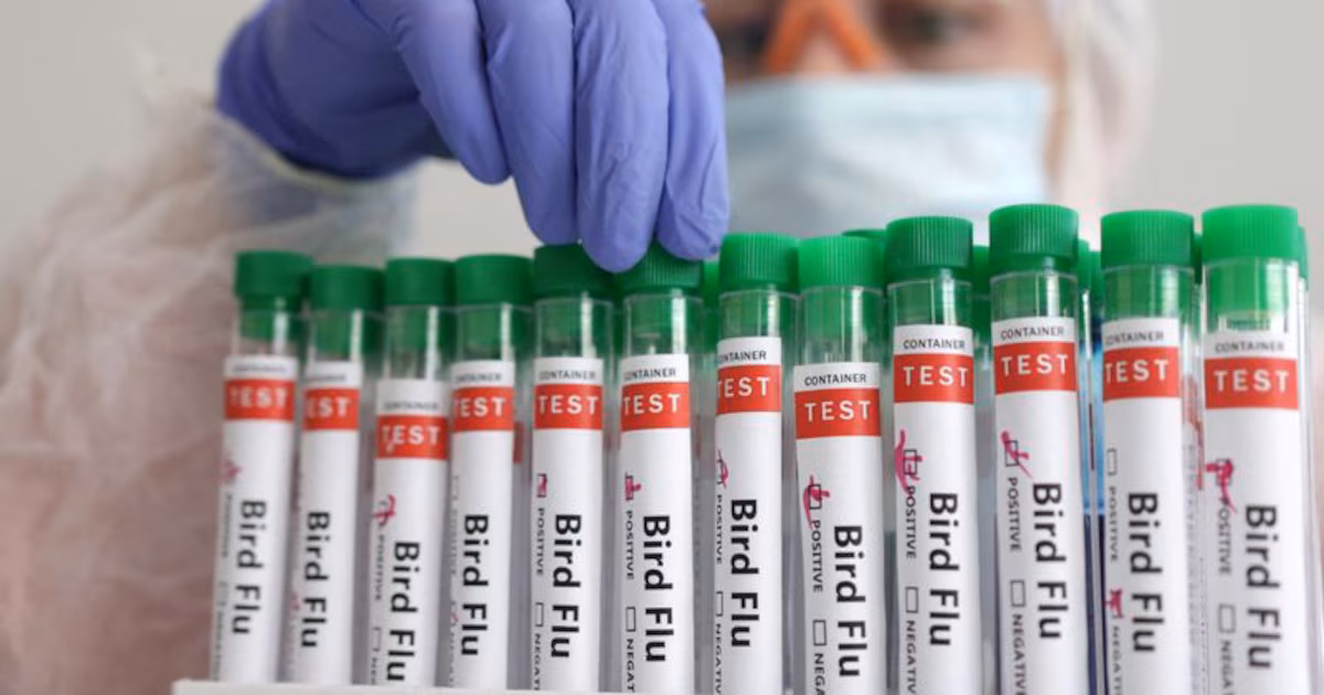 Primer caso humano de infección por influenza aviar A (H9N2) en Europa: cómo se propaga y cuáles son los síntomas