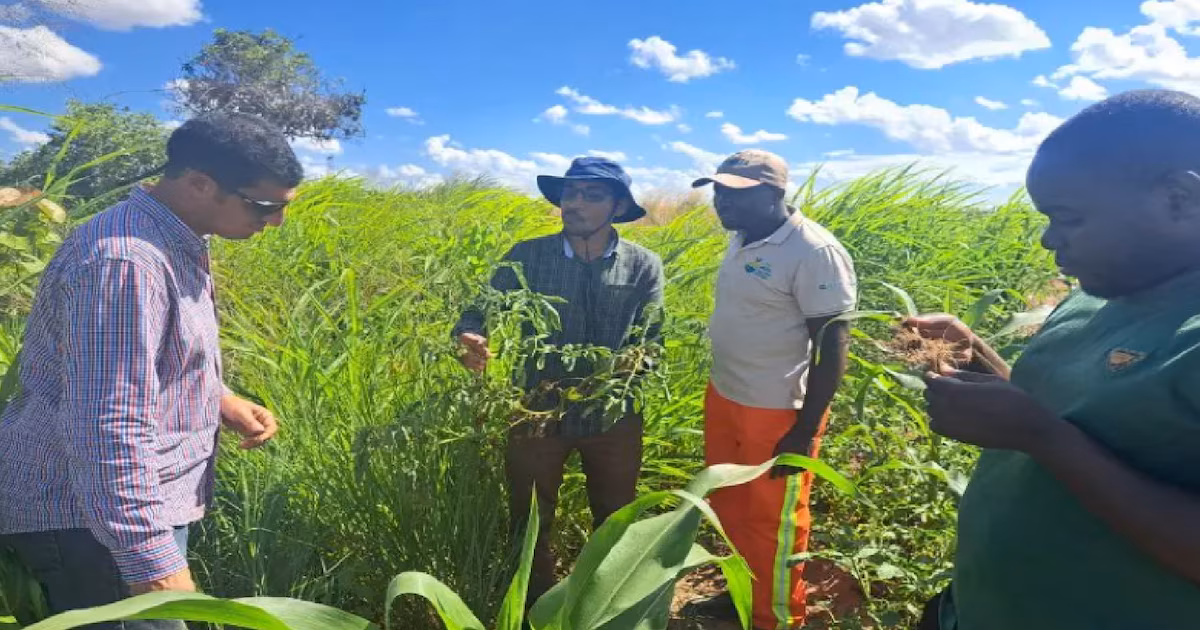 Argentinos buscan ‘tecnología’ para revolucionar el tomate de Mozambique