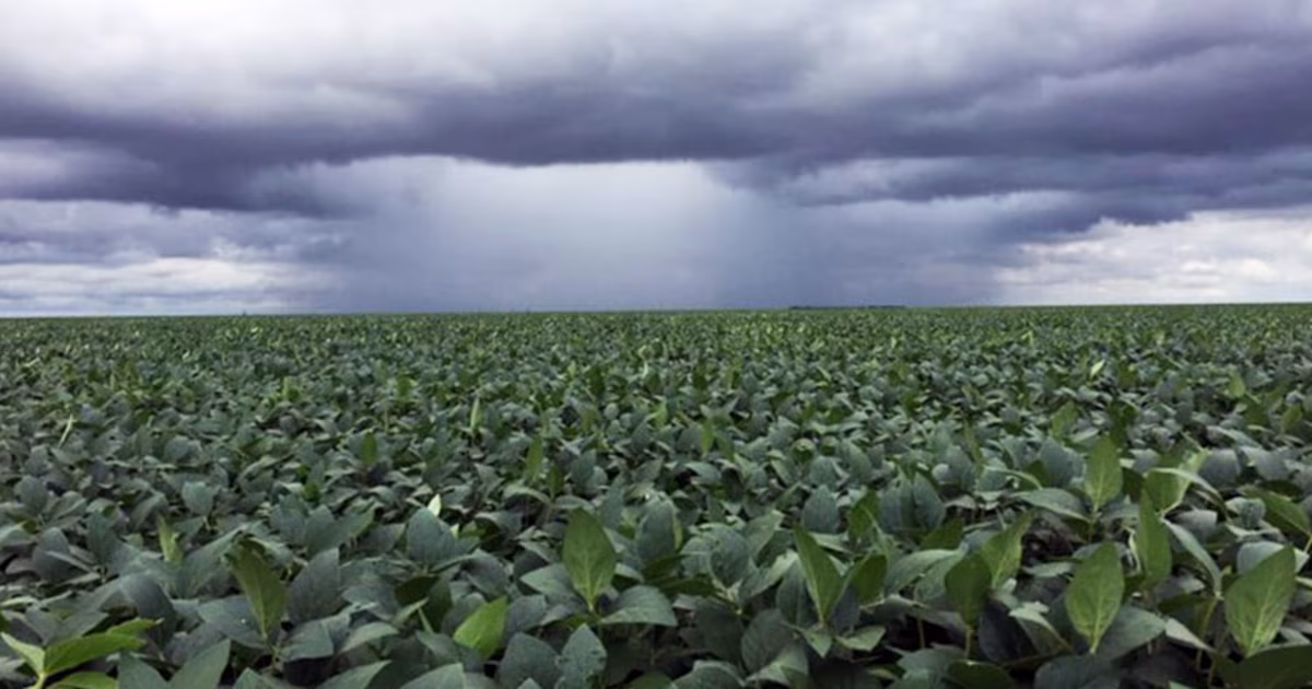 La lluvia trae alivio: las condiciones de la soja y el maíz se recuperan a medida que avanza la cosecha del girasol