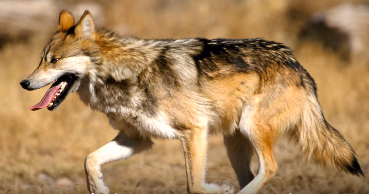 Departamento de Medio Ambiente y Estados Unidos se unen para reintroducir lobos mexicanos en Durango después de 50 años de ausencia