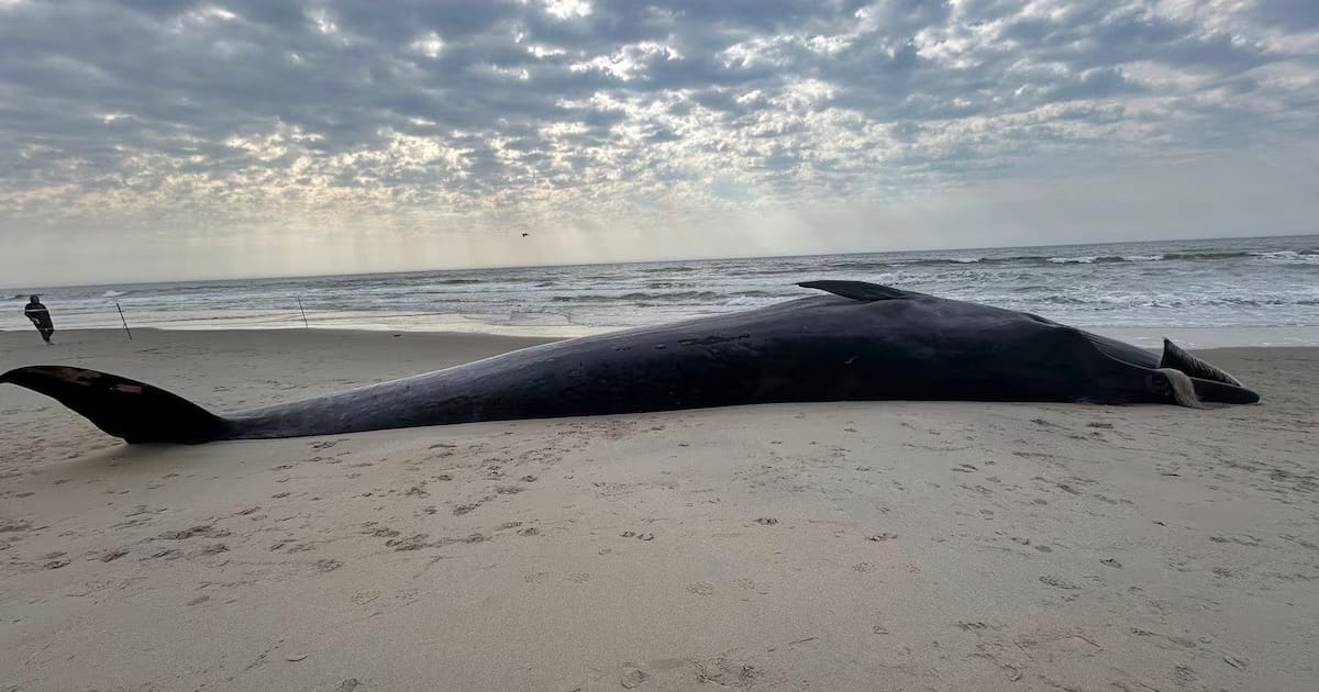 Una ballena de 12 metros encontrada muerta en una playa de Nueva York dispara la alarma medioambiental