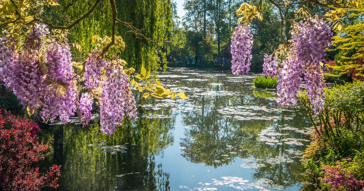El parque perfecto para vivir la primavera japonesa en Europa: siete hectáreas de cerezos en flor, a menos de una hora en coche de París