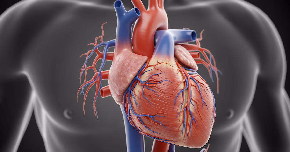 Los hombres deben controlar la salud del corazón hasta los 40 años
