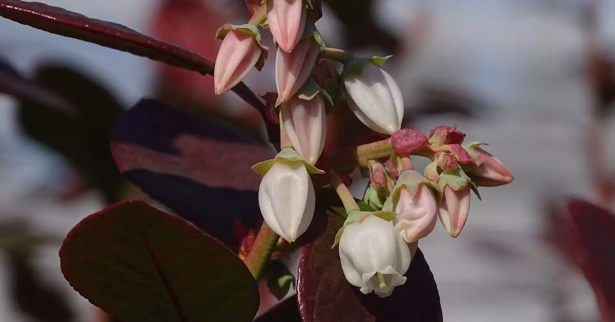 Arándanos: Buscan mejorar cultivos a partir de núcleos florales