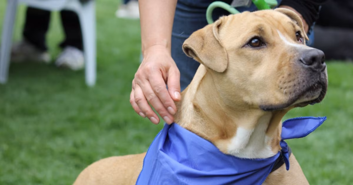 Expertos advierten durante Semana Santa en Colombia que viajar con mascotas en circunstancias inesperadas podría afectar su salud