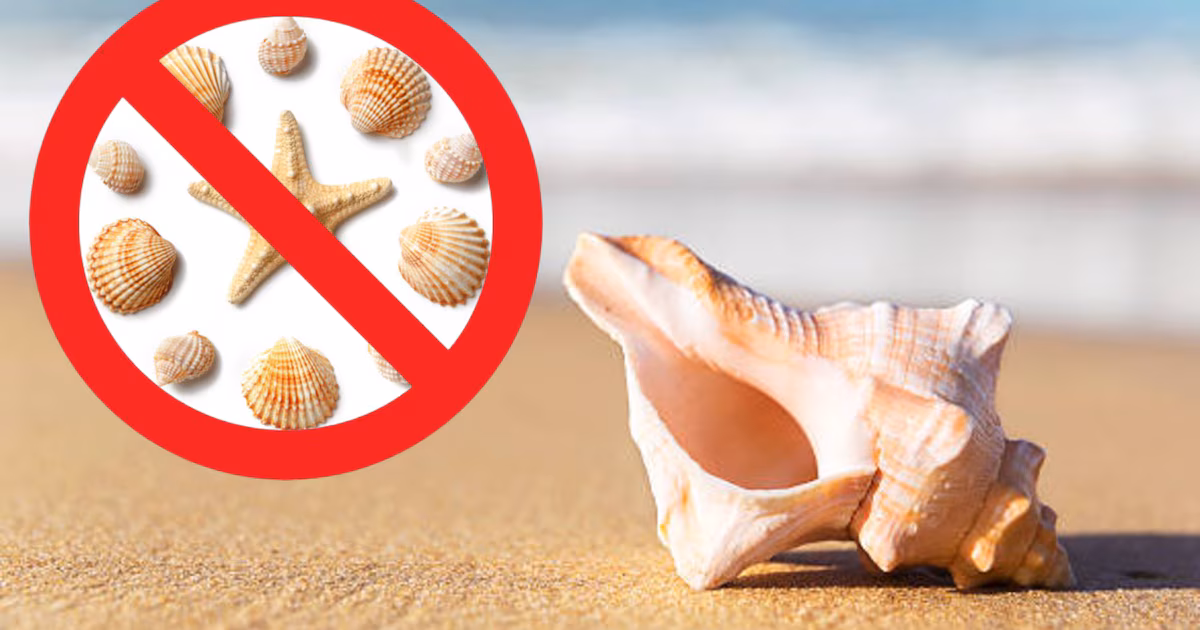Es por eso que no debes recolectar conchas marinas de la playa mientras estás de vacaciones.