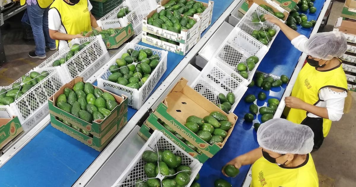 Las exportaciones agrícolas peruanas superan los $15 mil millones y se consolidan en Europa